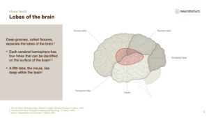 Mental Health - Fundamentals of Neurobiology - slide 7
